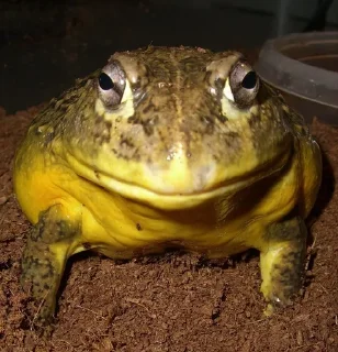 🐸 emoji I worship frogs Telegram sticker 15 of 68