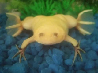 🐸 emoji I worship frogs Telegram sticker 7 of 68