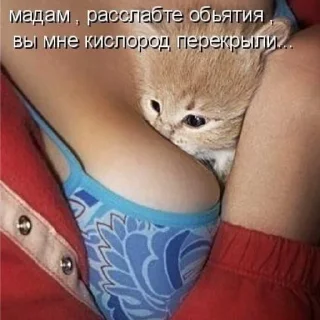 🥰 emoji Котята Telegram sticker 14 of 33