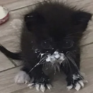 😳 emoji котята Telegram sticker 10 of 115