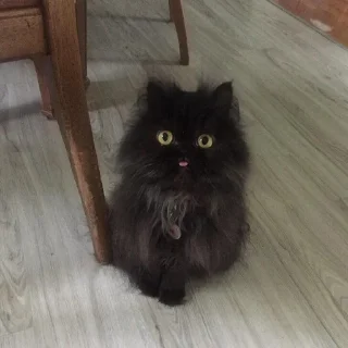😛 emoji Котята Telegram sticker 7 of 92