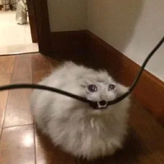 😧 emoji Котята Telegram sticker 16 of 33