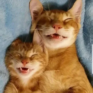 😁 emoji Котята Telegram sticker 22 of 92