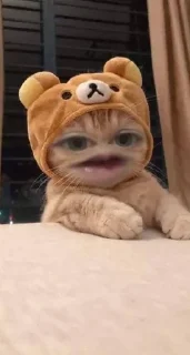 😺 emoji ультанула Telegram sticker 11 of 17