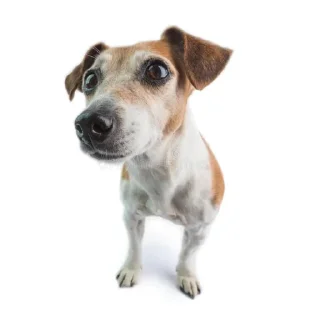 🙂 emoji Сабака абассяка Telegram sticker 16 of 23