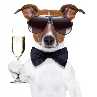 🥂 emoji Сабака абассяка Telegram sticker 5 of 23