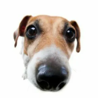 👃 emoji Сабака Telegram sticker 9 of 11