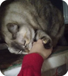 😡 emoji Батончик Telegram sticker 7 of 12