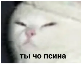 🐶 emoji на случай важных переговоров Telegram sticker 22 of 93