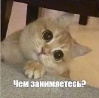 🌟 emoji ЗВЕРЮШКИ Telegram sticker 8 of 27