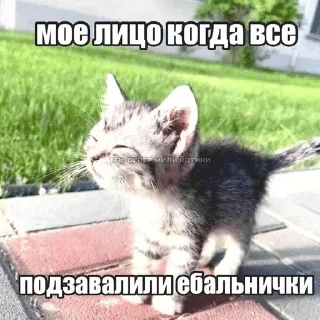 🌟 emoji ебнутые фразы Telegram sticker 12 of 66