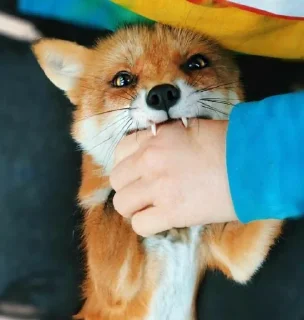 🦊 emoji Лисички - @Tg_stickersu Telegram sticker 24 of 25