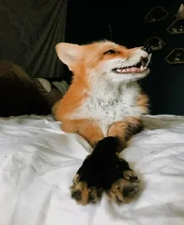 🦊 emoji Лисички - @Tg_stickersu Telegram sticker 6 of 25