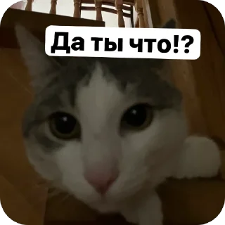 🫥 emoji Стикеры от Лерочки Водомерочки Telegram sticker 6 of 12