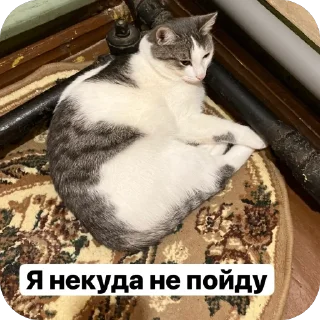 🫥 emoji Стикеры от Лерочки Водомерочки Telegram sticker 7 of 12