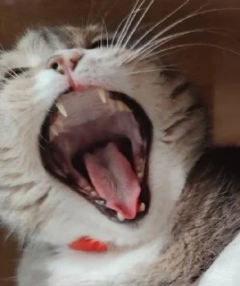 😸 emoji Буся : @libationer Telegram sticker 24 of 67