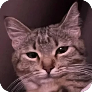 🫥 emoji Буся Telegram sticker 17 of 58