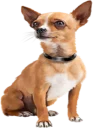👀 emoji Dogs @StikerDi Telegram sticker 21 of 40