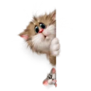 👀 emoji Котейка @StikerDi Telegram sticker 17 of 35