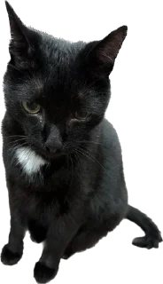 😞 emoji ТишкА🖤 Telegram sticker 5 of 12