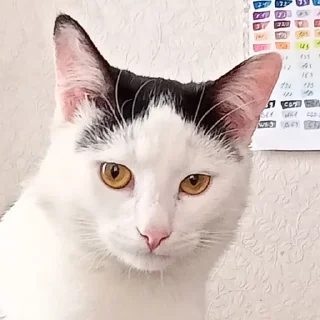 🤨 emoji Тишка 😼 Telegram sticker 13 of 26