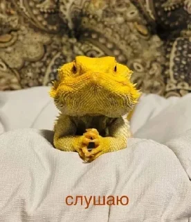 🙃 emoji жЫзнь Telegram sticker 17 of 69