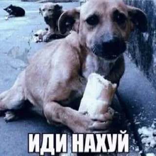 ✌ emoji pupsikiesmemes5 Telegram sticker 6 of 50