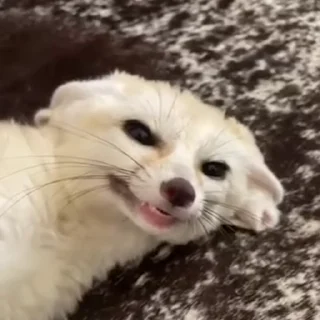 🦊 emoji •🧷лисик • Telegram sticker 6 of 43