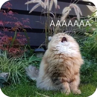 🫥 emoji Polly wants a cracker Telegram sticker 23 of 71