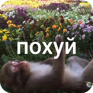 👍 emoji свэг в массы by @swagakat Telegram sticker 24 of 89