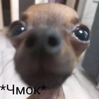 Sticker from Бебрик Юми