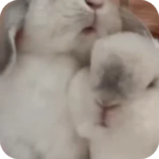 🌟 emoji Rabbits @Elendriel Telegram sticker 24 of 50