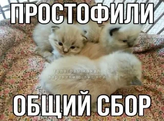 🌟 emoji студентокоты Telegram sticker 11 of 87