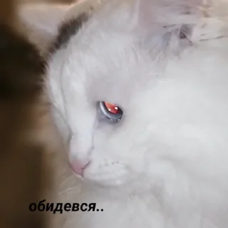 😿 emoji Kosmos Telegram sticker 6 of 73