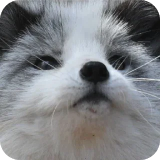 🐱 emoji Лисички и немного больше Telegram sticker 20 of 61