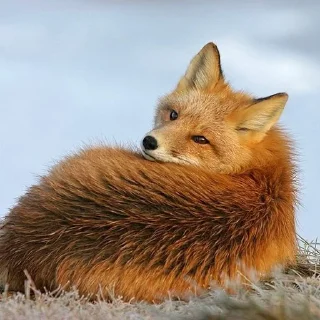 🤨 emoji Лисички Telegram sticker 23 of 70