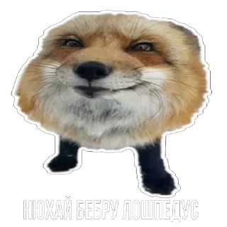 😃 emoji Лисички Telegram sticker 7 of 20