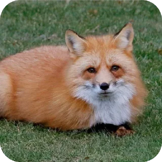 🙂 emoji Лисички и немного больше Telegram sticker 16 of 61