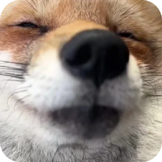 😋 emoji Лисички и немного больше Telegram sticker 12 of 61