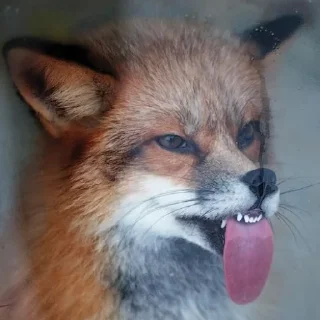 😛 emoji Лисички Telegram sticker 18 of 70