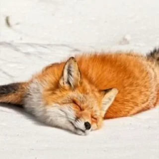😌 emoji Лисички Telegram sticker 13 of 70