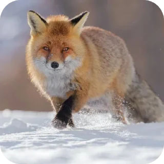 🏃‍♂ emoji Лисички и немного больше Telegram sticker 6 of 61