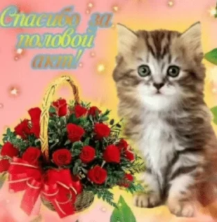 🥵 emoji поплачтеХDnyü13uko Telegram sticker 19 of 94