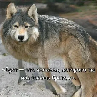 🐺 emoji нейросетевая философия Telegram sticker 9 of 10