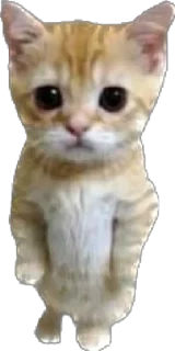 🥺 emoji мяумяу Telegram sticker 8 of 15