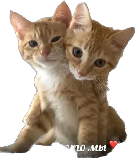 🐈 emoji мяумяу Telegram sticker 7 of 15