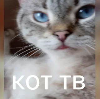 🌟 emoji Личные стики для стантилы Telegram sticker 1 of 76