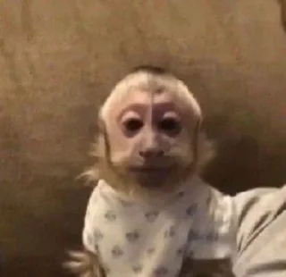😐 emoji Monkey squad Telegram sticker 18 of 31