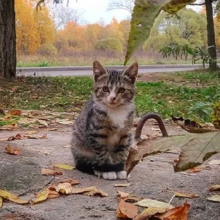 Sticker from 🍁 Вайбові котики 🍁