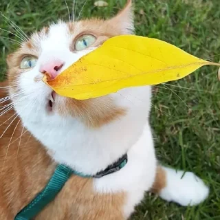 😑 emoji 🍁 Вайбові котики 🍁 Telegram sticker 17 of 31